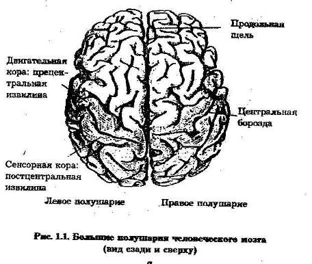 Функции Полушарий Мозга Книгу